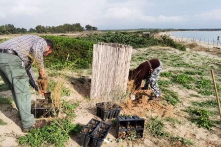 Messa a dimora di piantine autoctone di specie dunali